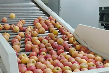 سورتینگ اپتیکی میوه و سبزیجات